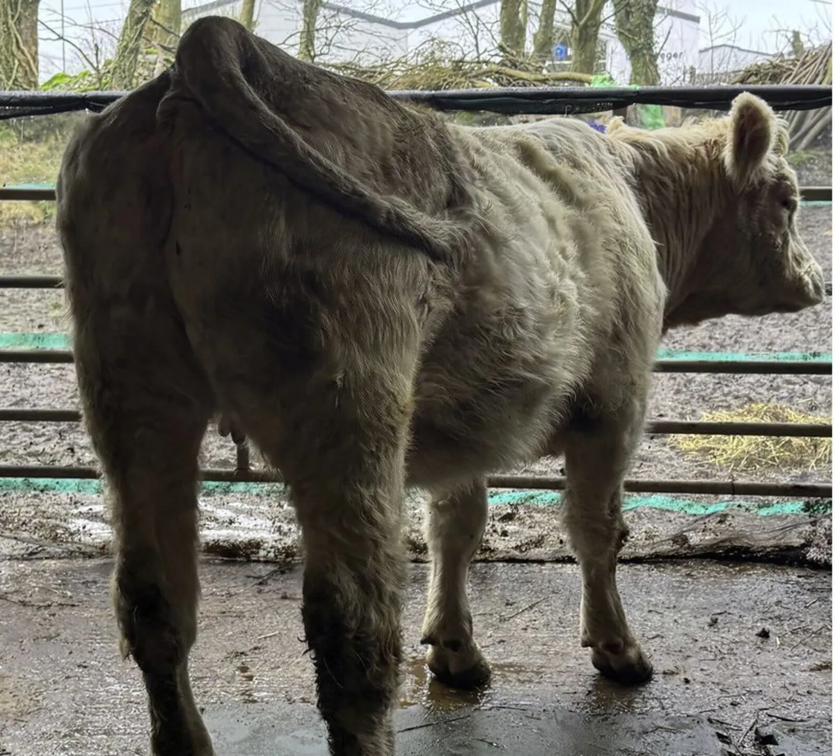 PBR CHAROLAIS INCALF HEIFER - Image 2