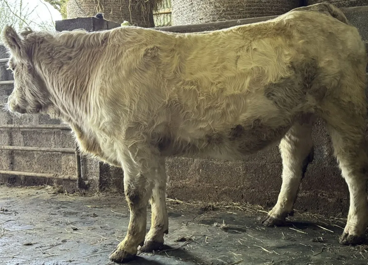 PBR CHAROLAIS INCALF HEIFER - Image 1
