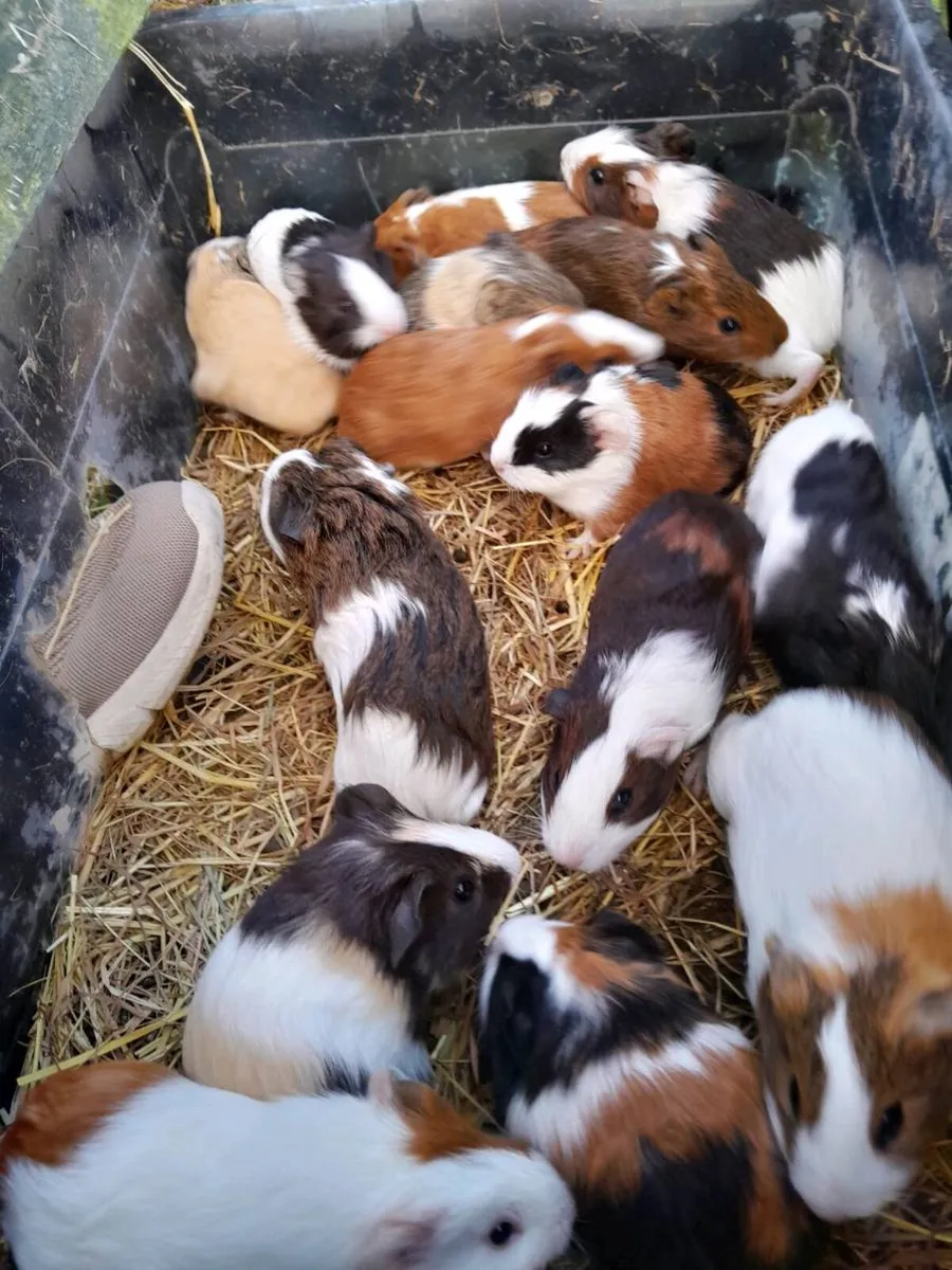 Guinea Pigs - Image 2