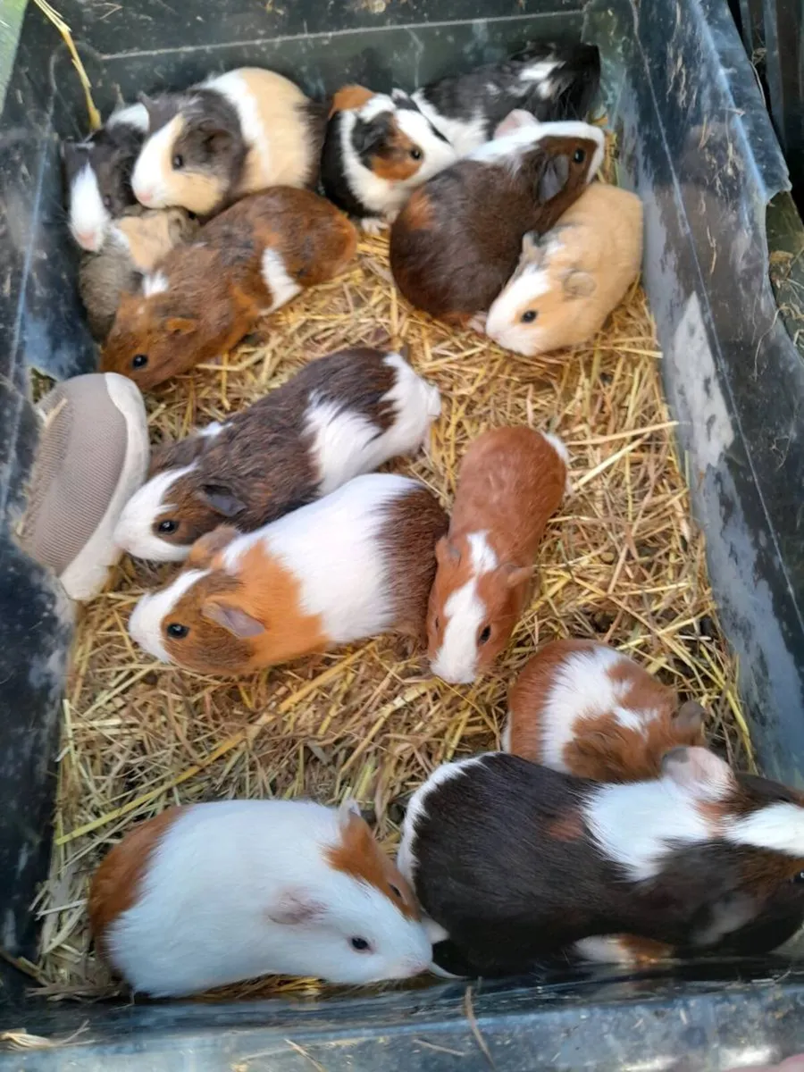 Guinea Pigs - Image 3
