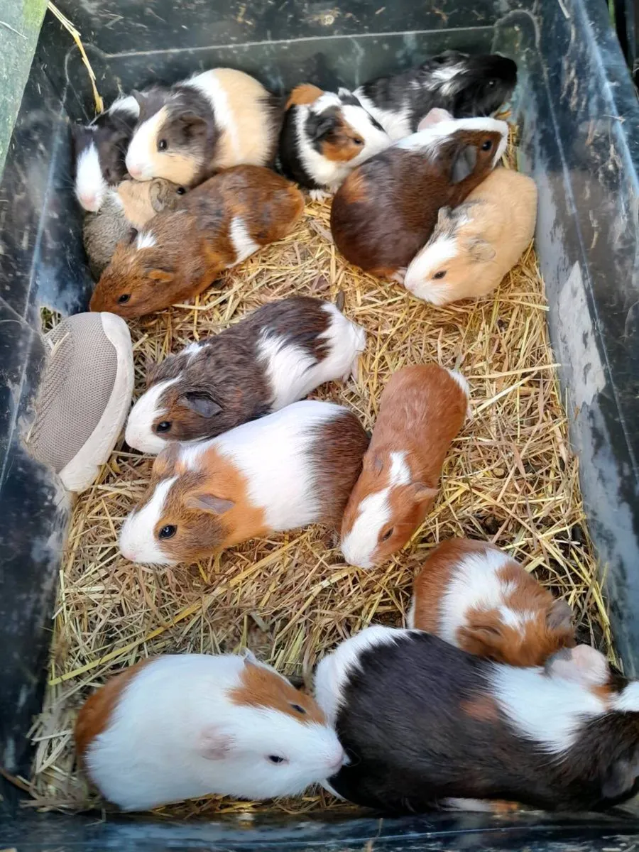 Guinea Pigs - Image 4