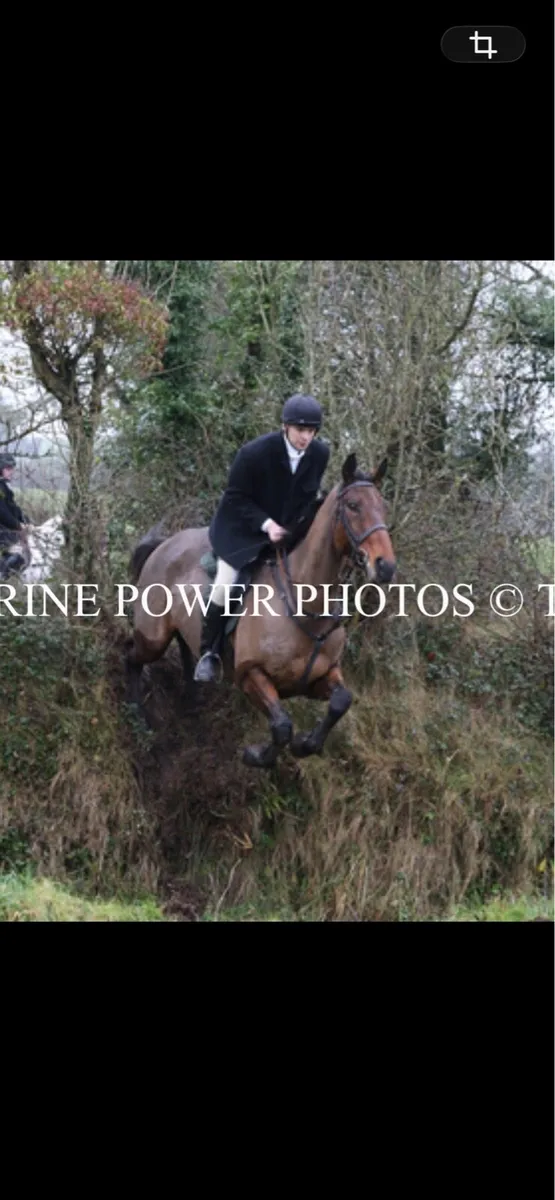 Exceptionally Quiet Gelding - Image 2