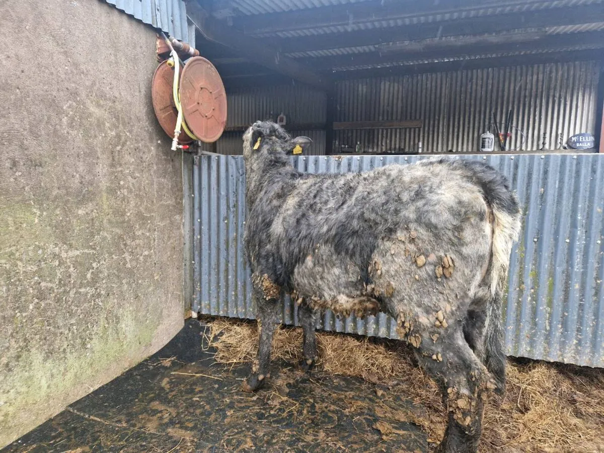 5 star Saler Breeding Heifer - Image 3