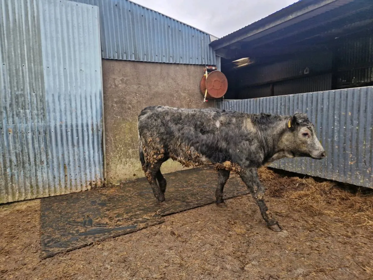 5 star Saler Breeding Heifer - Image 2