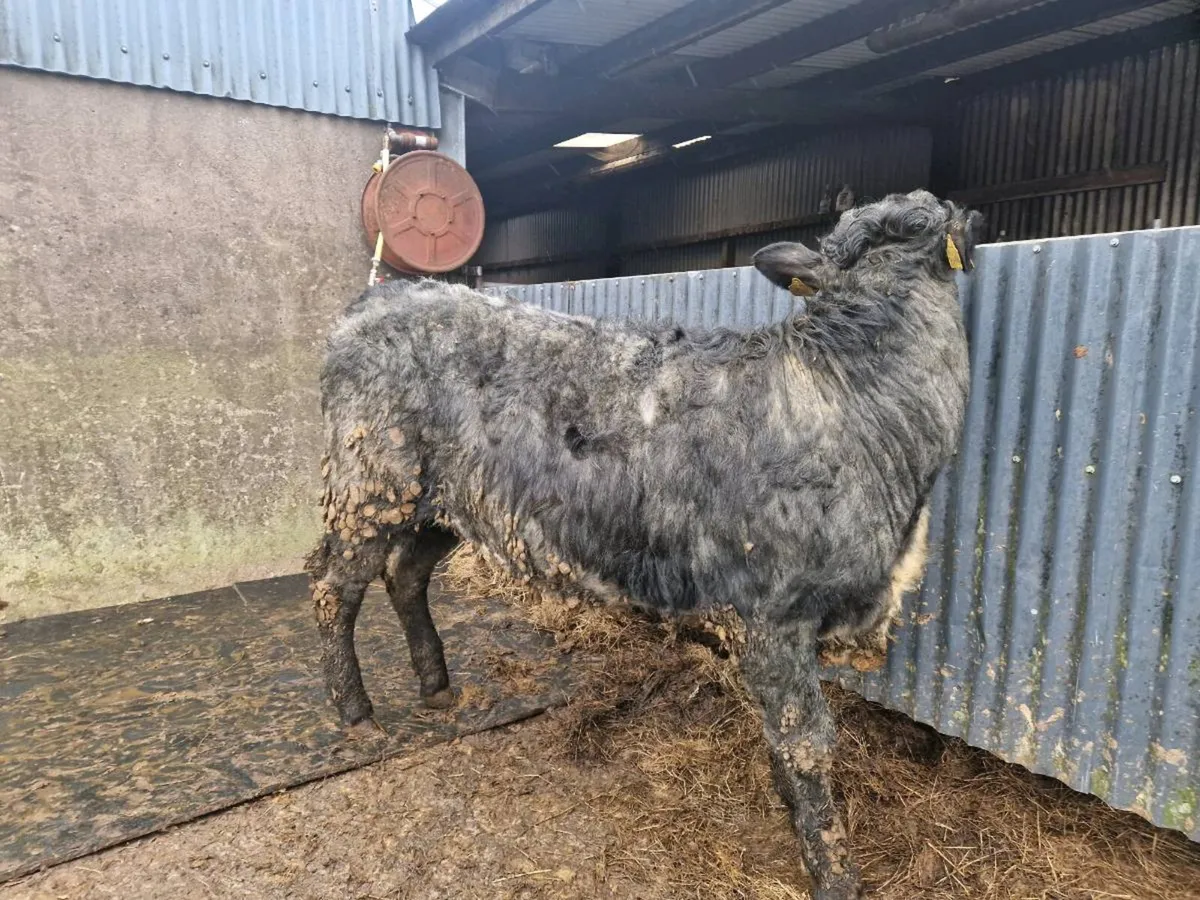 5 star Saler Breeding Heifer - Image 4