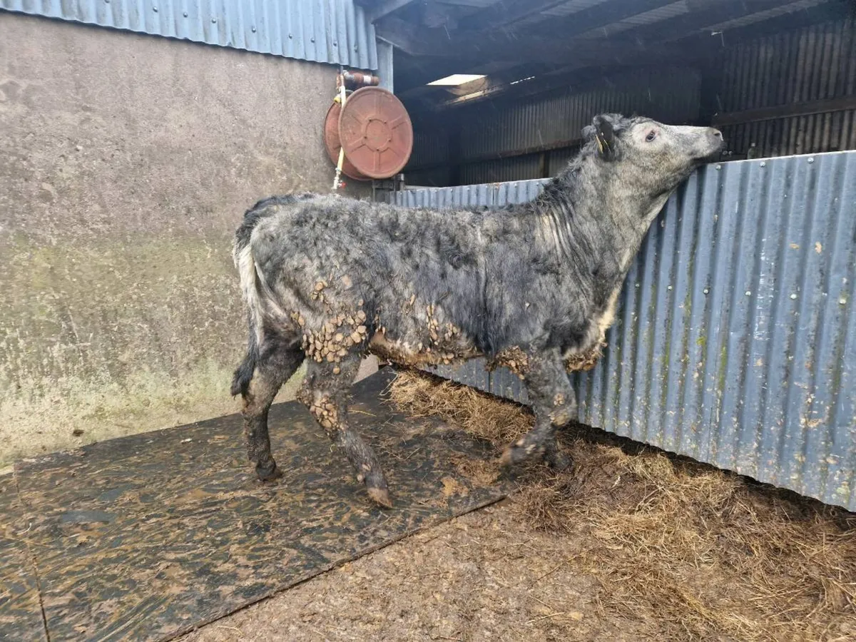 5 star Saler Breeding Heifer - Image 1