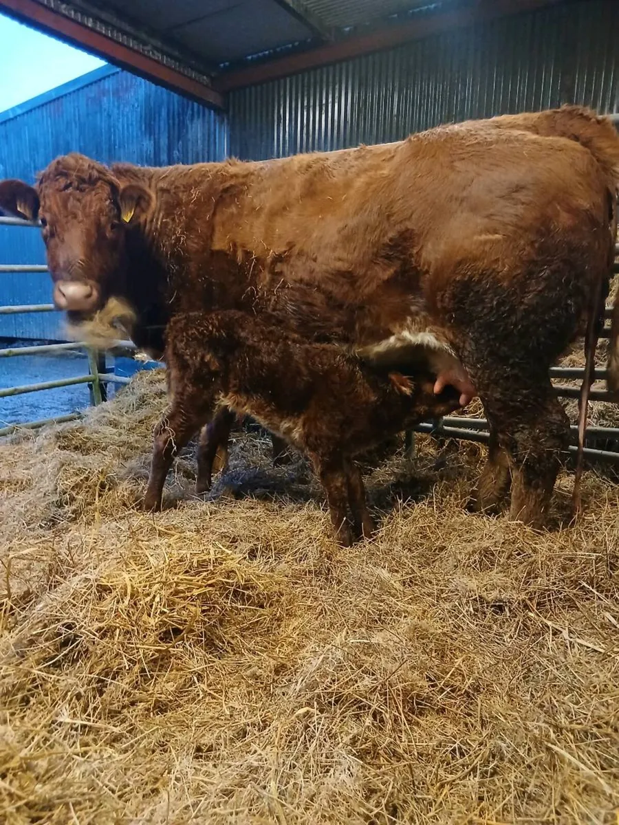 Calved Roane heifer & incalf heifer - Image 1