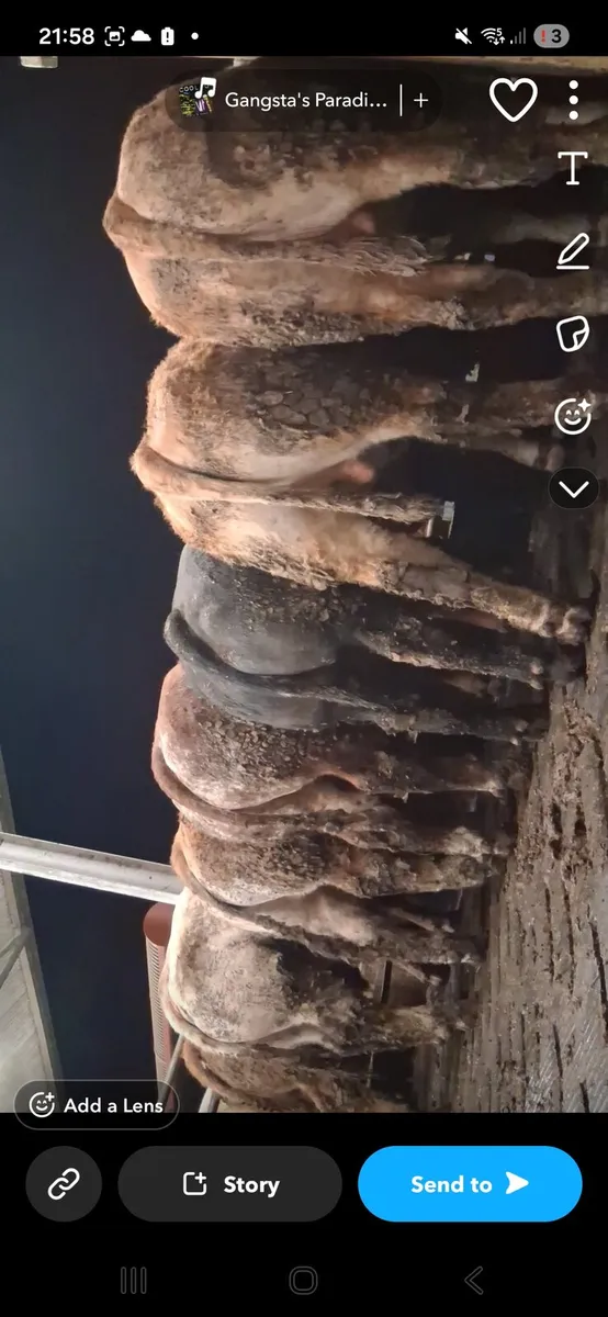 15 super bullocks - Image 1