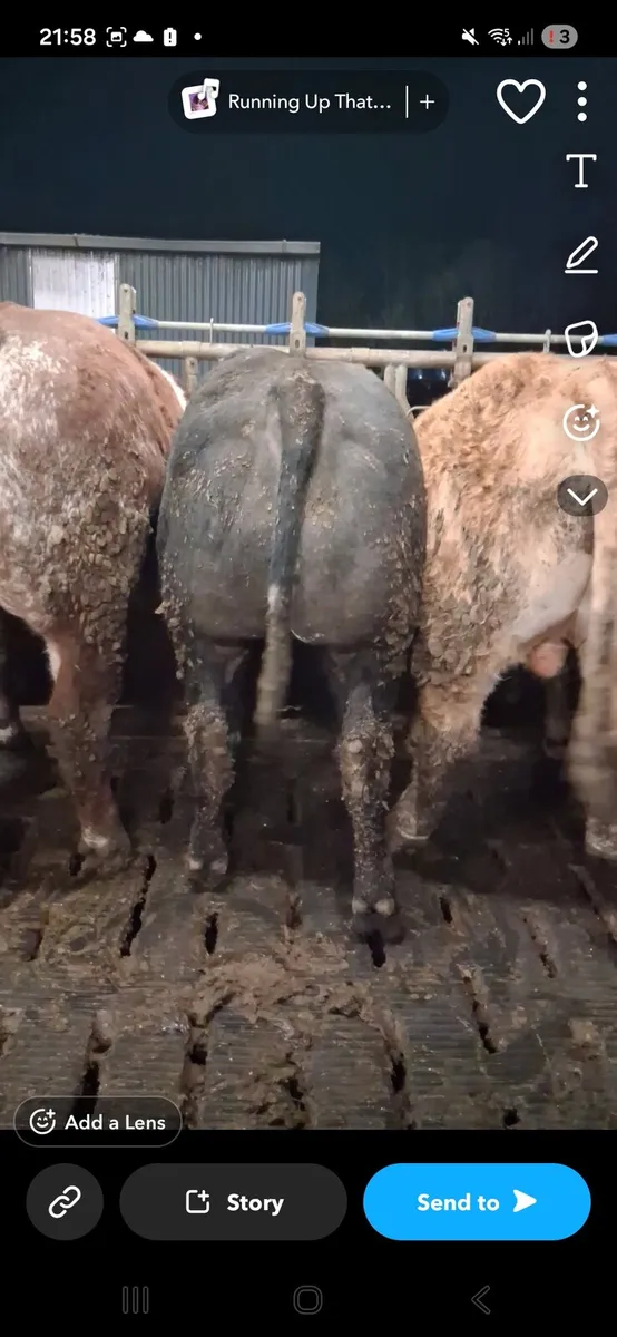 15 super bullocks - Image 2