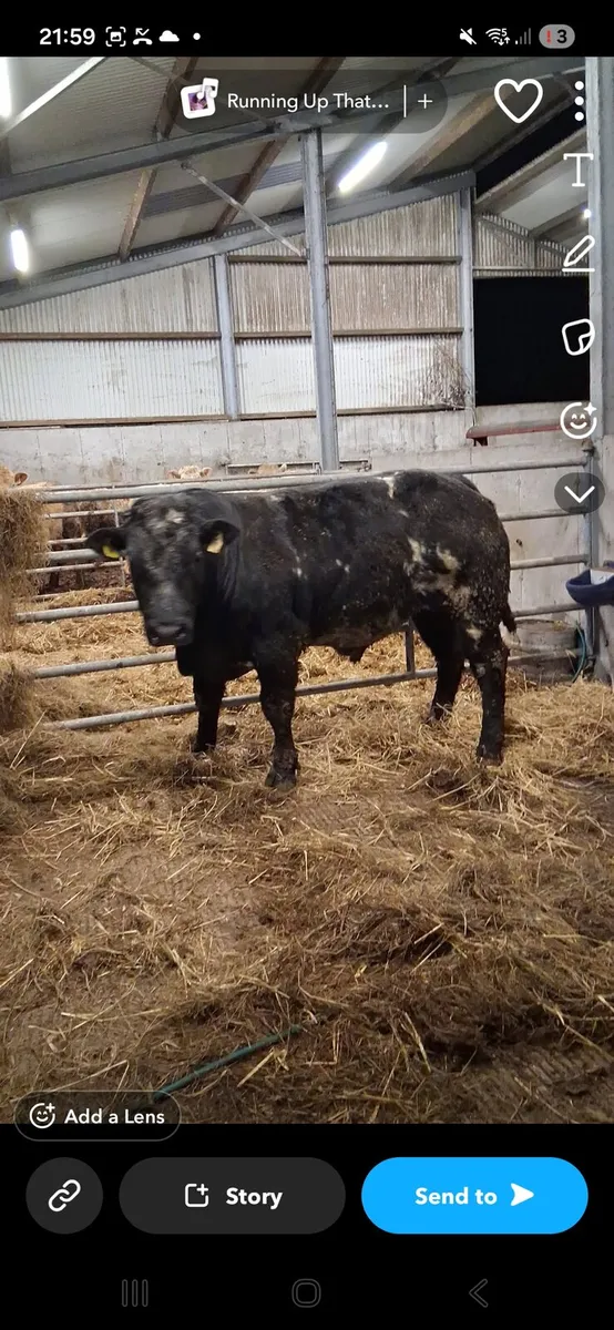 15 super bullocks - Image 3