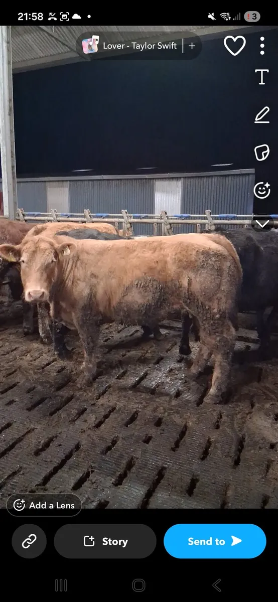 15 super bullocks - Image 4