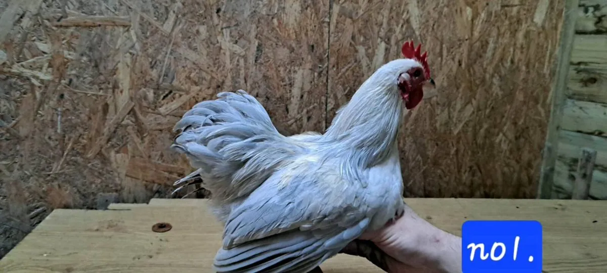 Pekin & Silkie Roosters - Image 1