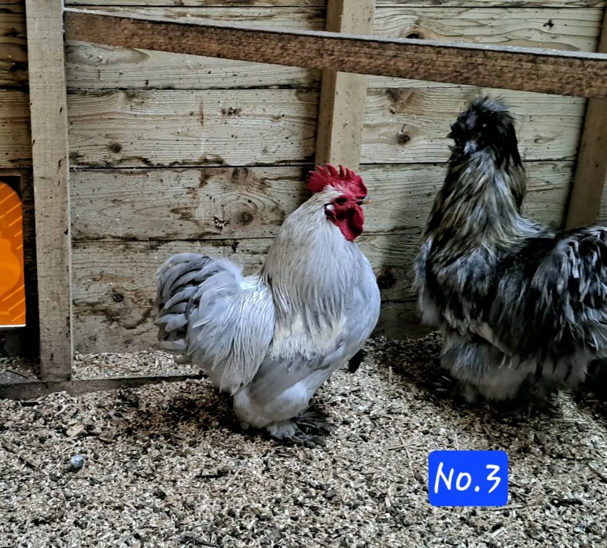 Pekin & Silkie Roosters - Image 2
