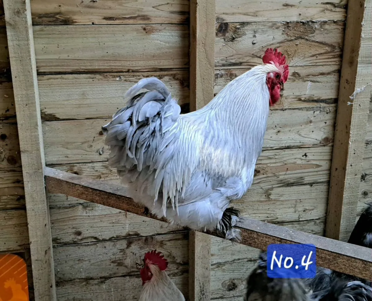 Pekin & Silkie Roosters - Image 3