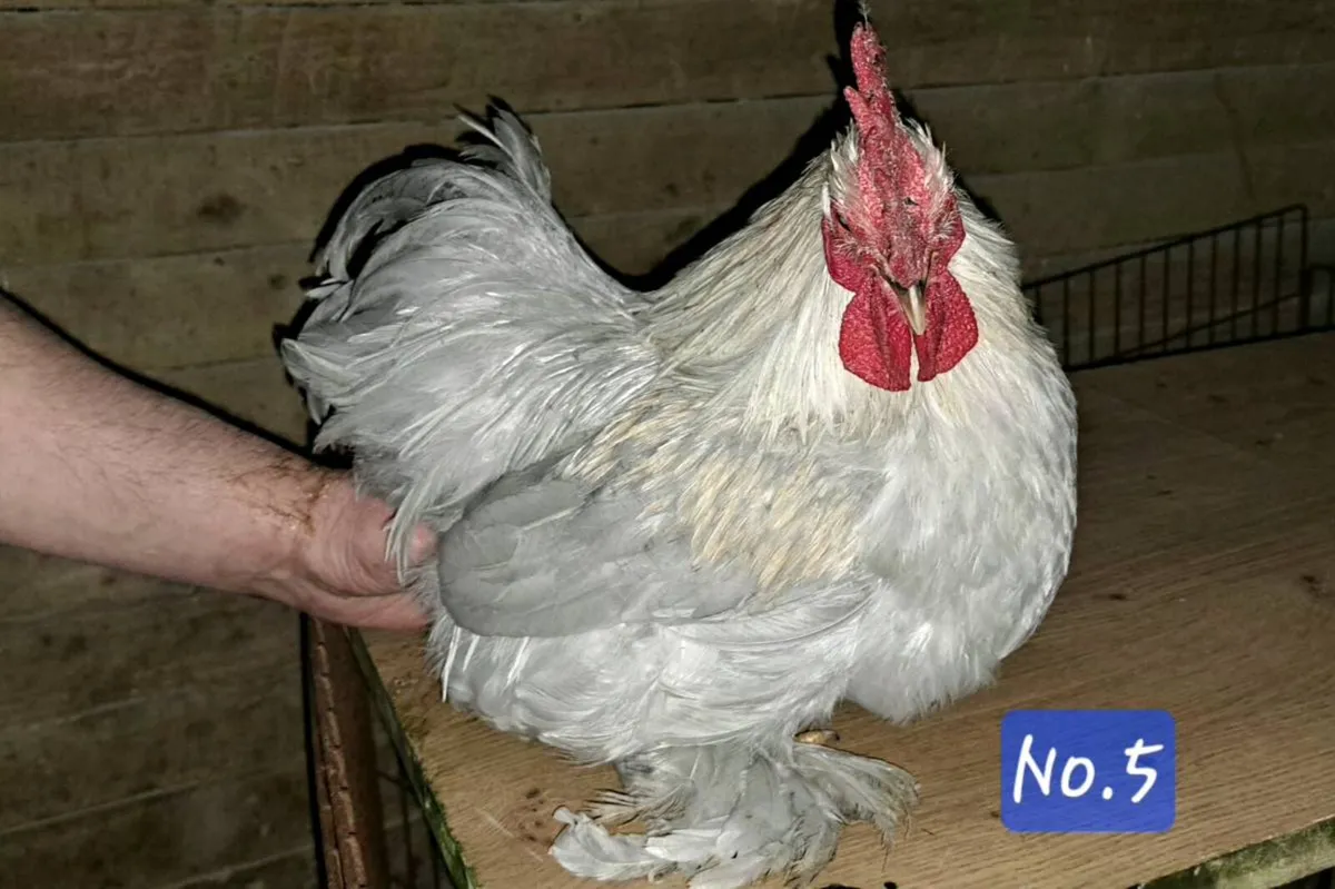 Pekin & Silkie Roosters - Image 4