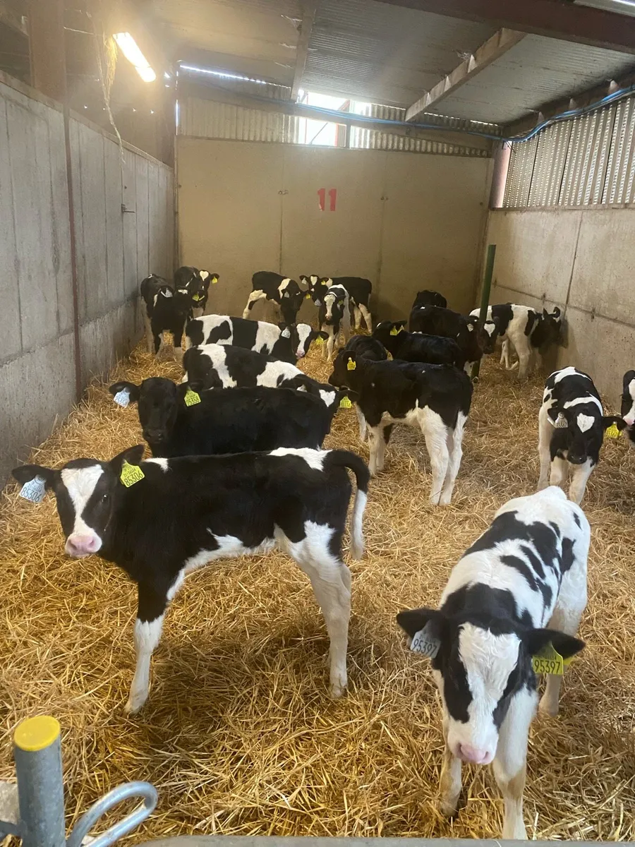Friesian Dairy heifer calves - Image 2