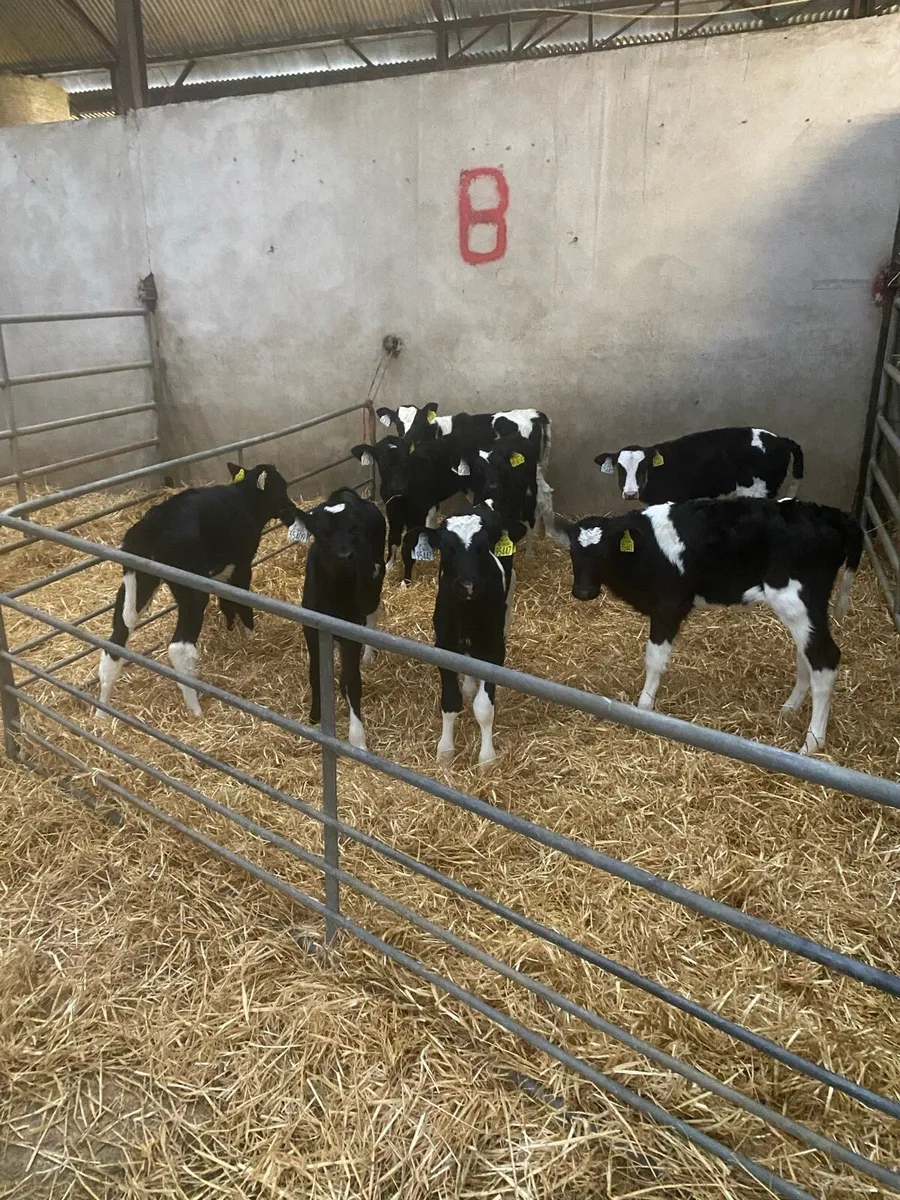 Friesian Dairy heifer calves - Image 3