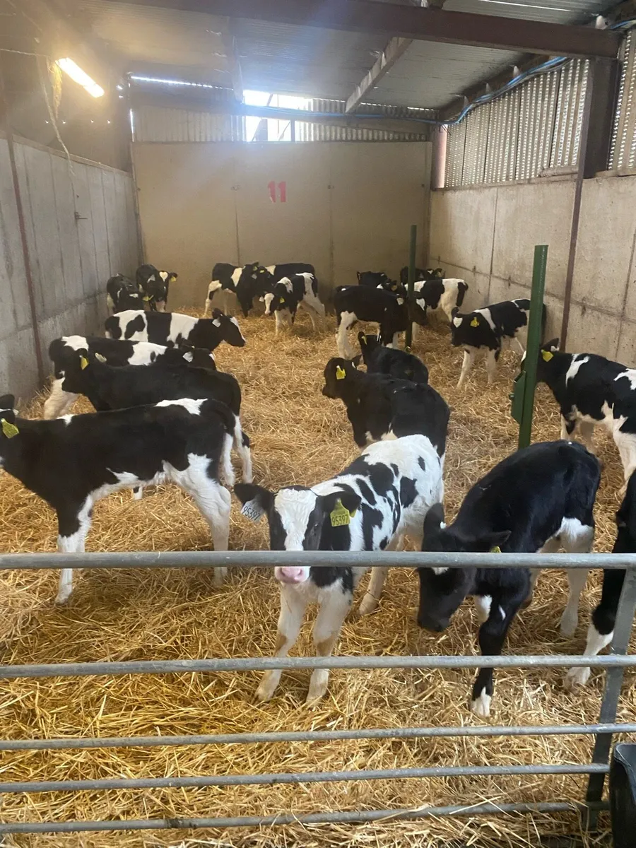 Friesian Dairy heifer calves - Image 4
