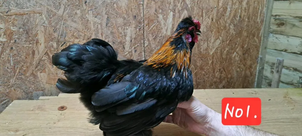 Silkie x pekin Roosters - Image 1