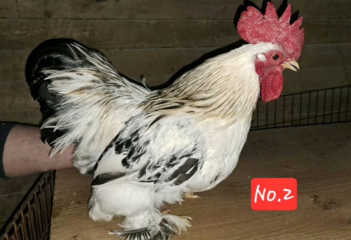 Silkie x pekin Roosters - Image 2