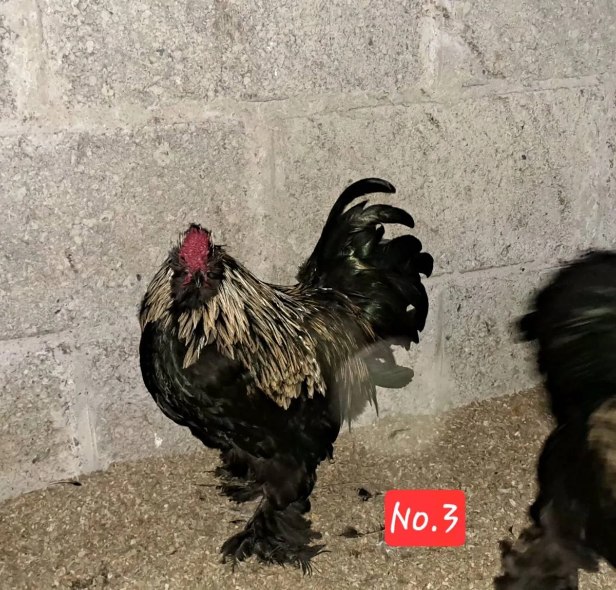 Silkie x pekin Roosters - Image 3