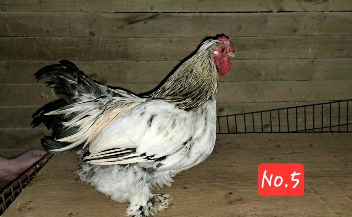 Silkie x pekin Roosters - Image 4