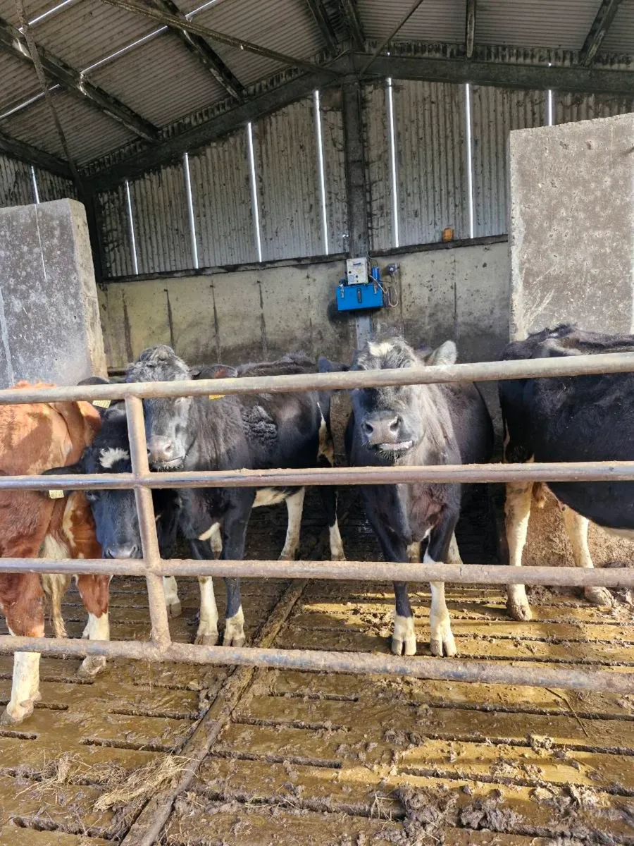 dairy cows - Image 1