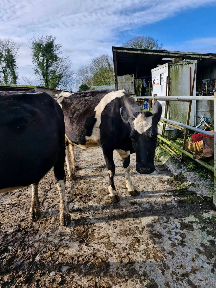 dairy cows - Image 4