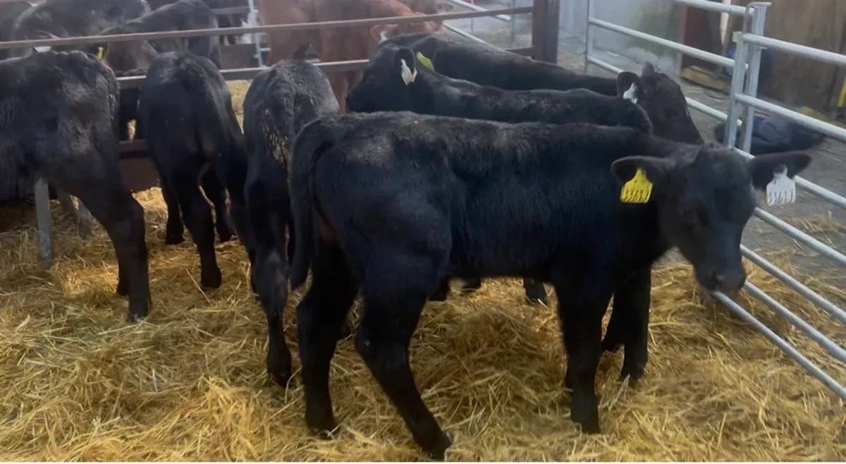 ❌AA bulls❌ - Image 1