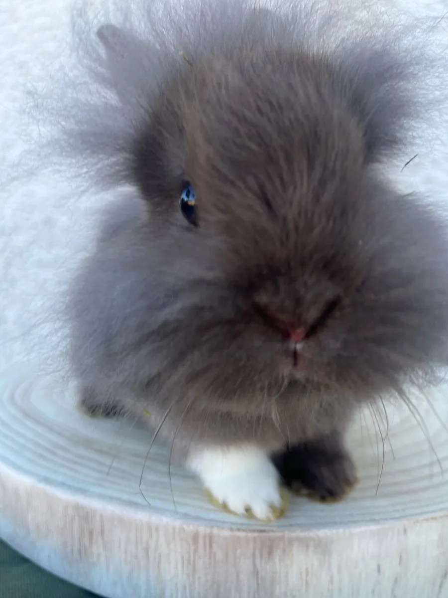 Lionhead Rabbits - Image 2