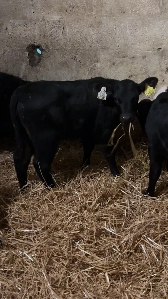 Heifer Calves - Image 2