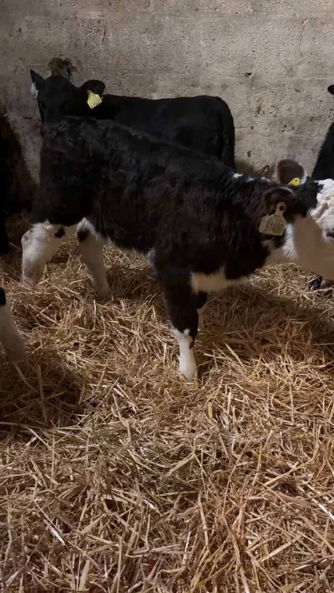 Heifer Calves - Image 4
