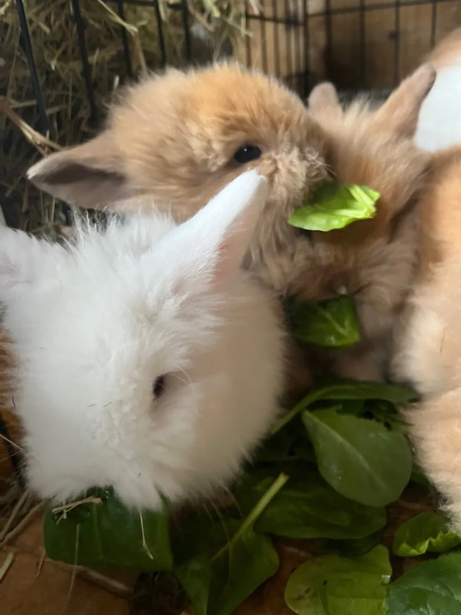 Lionhead Rabbits - Image 3
