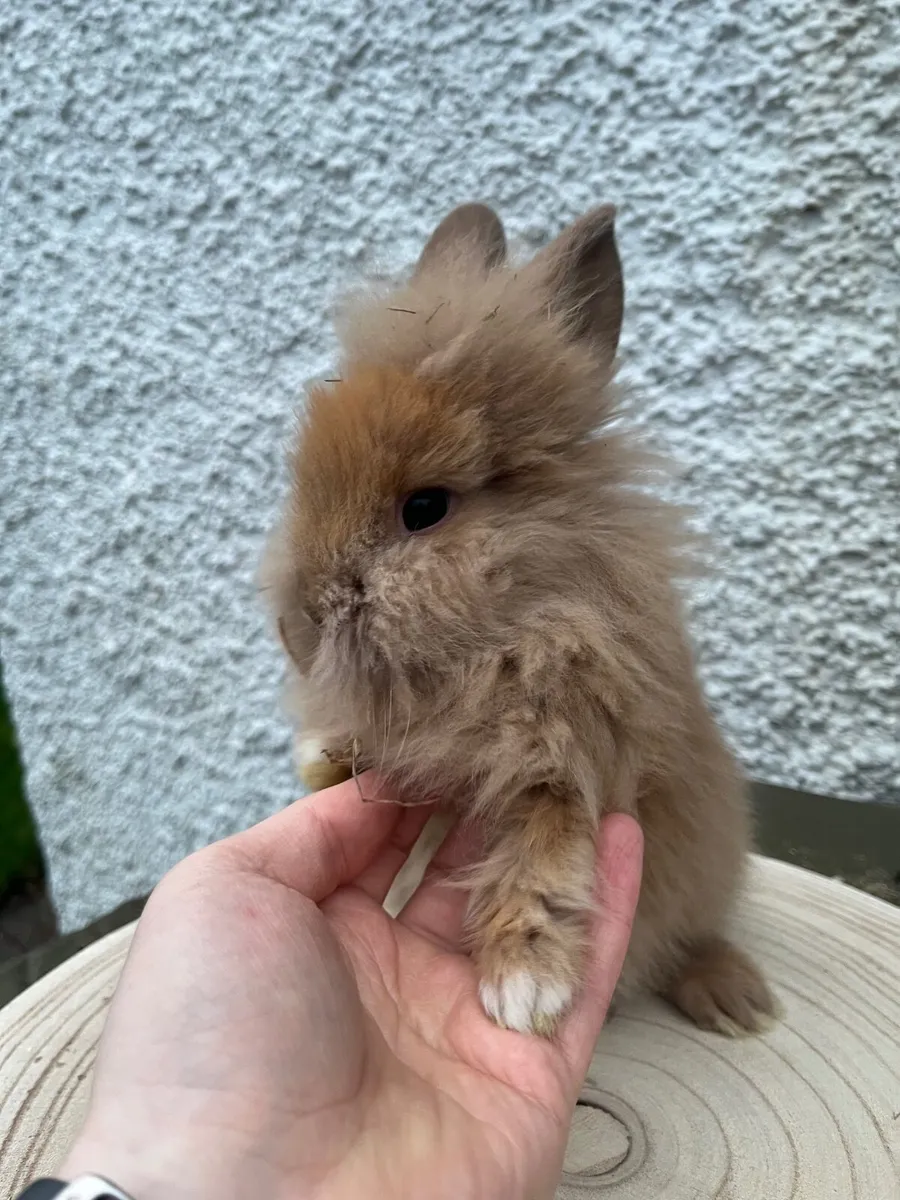 Lionhead Rabbits - Image 1