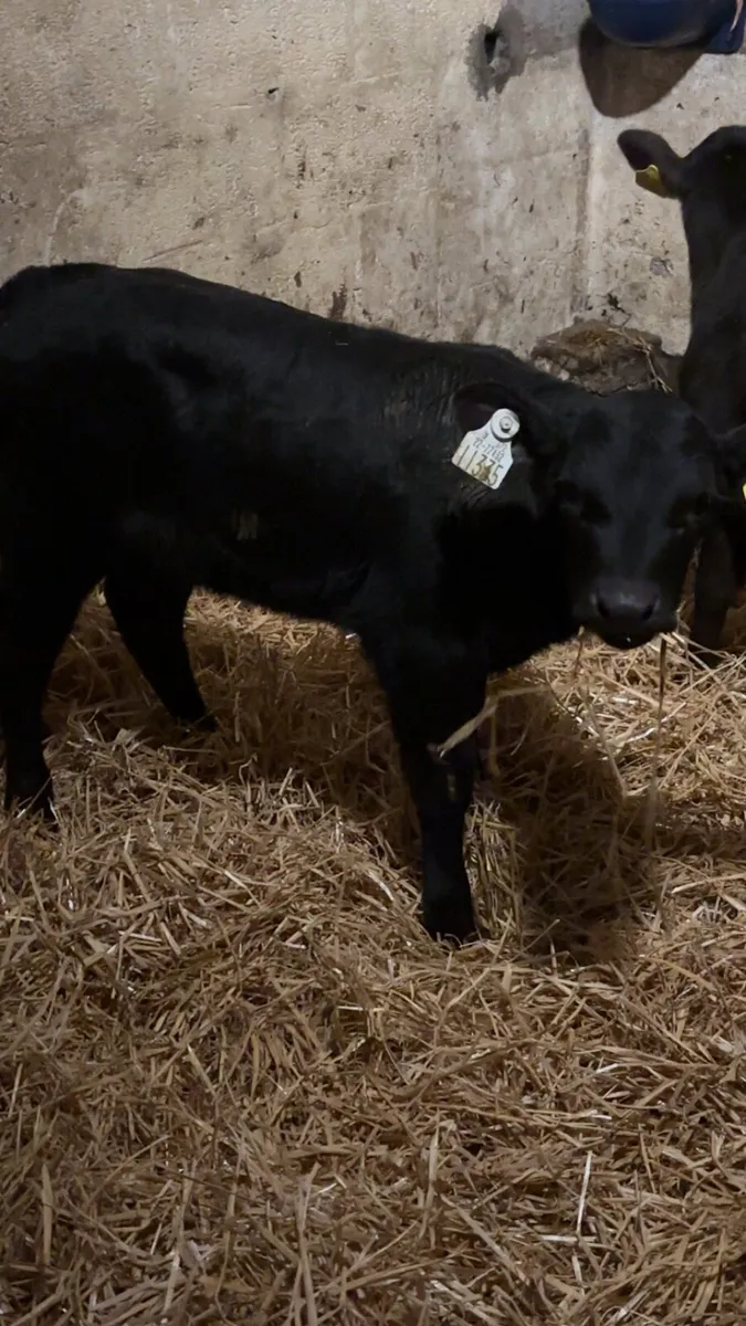 Heifer Calves - Image 1