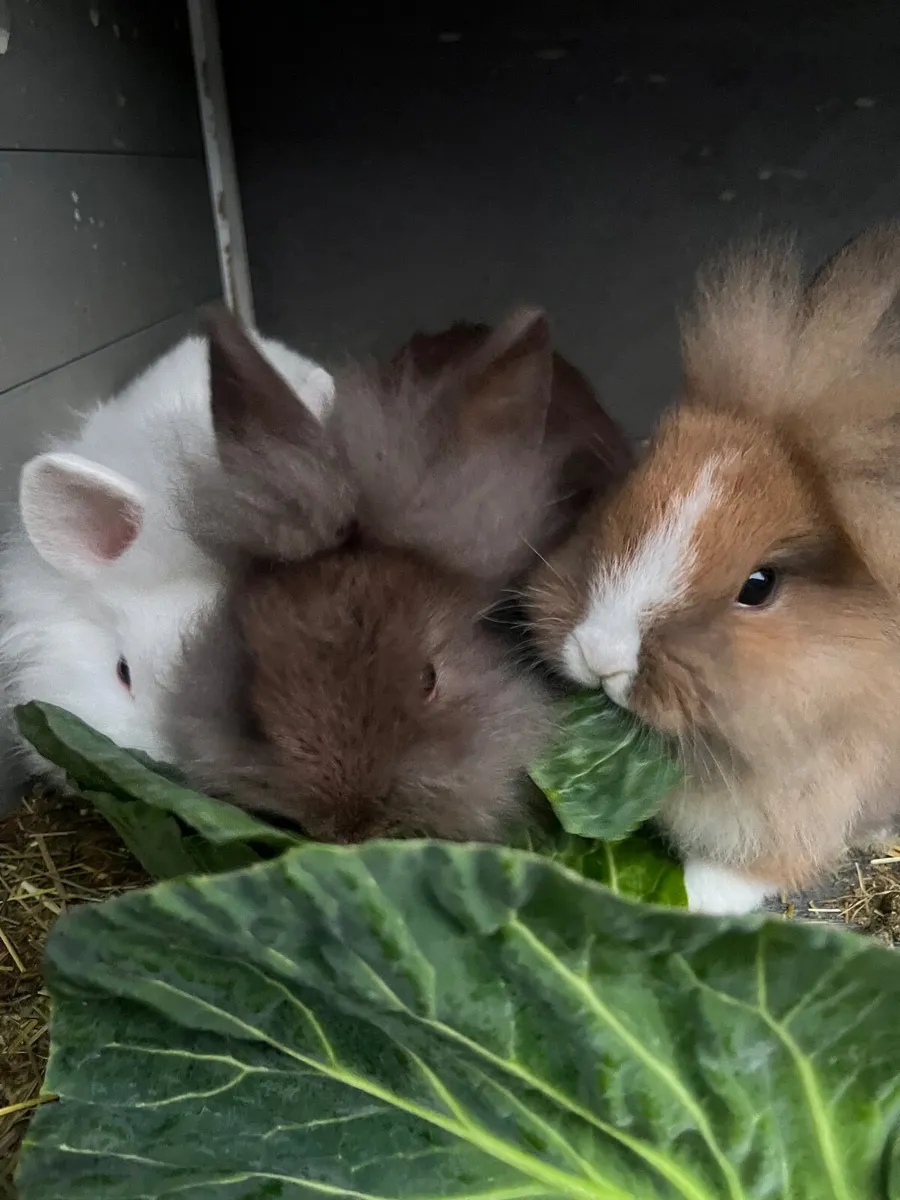 Lionhead Rabbits - Image 4