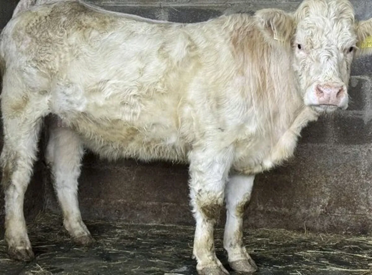 PBR CHAROLAIS INCALF HEIFER - Image 3