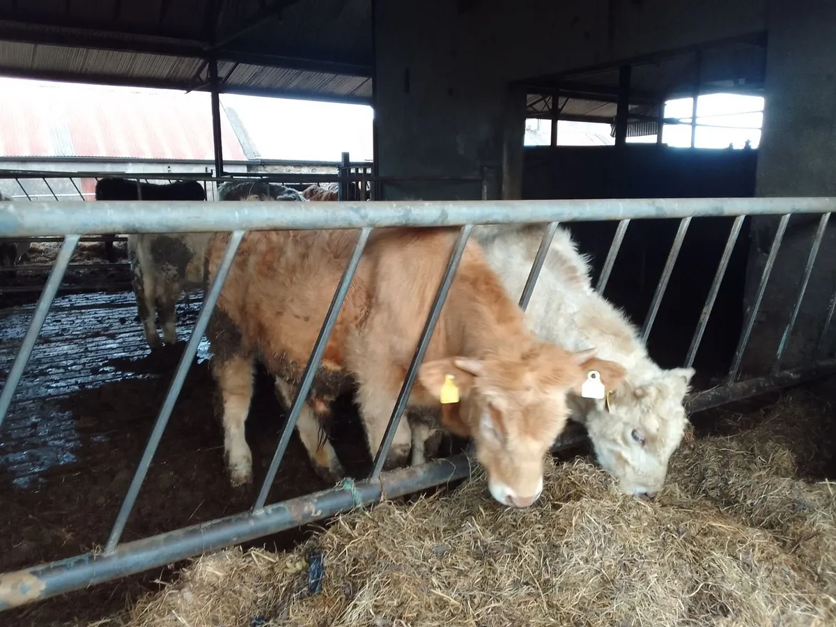 Weanling bulls and heifers - Image 1