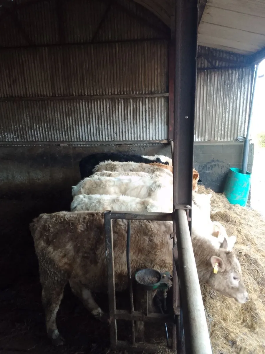 Weanling bulls and heifers - Image 4