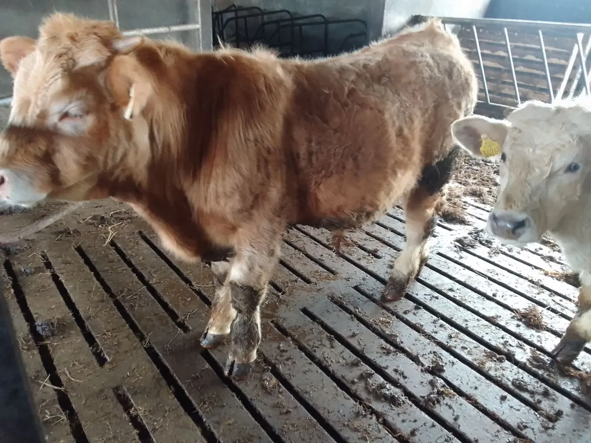 Weanling bulls and heifers - Image 2