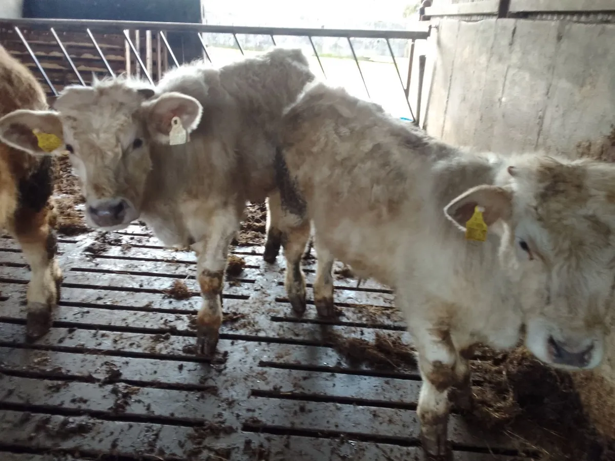 Weanling bulls and heifers - Image 3