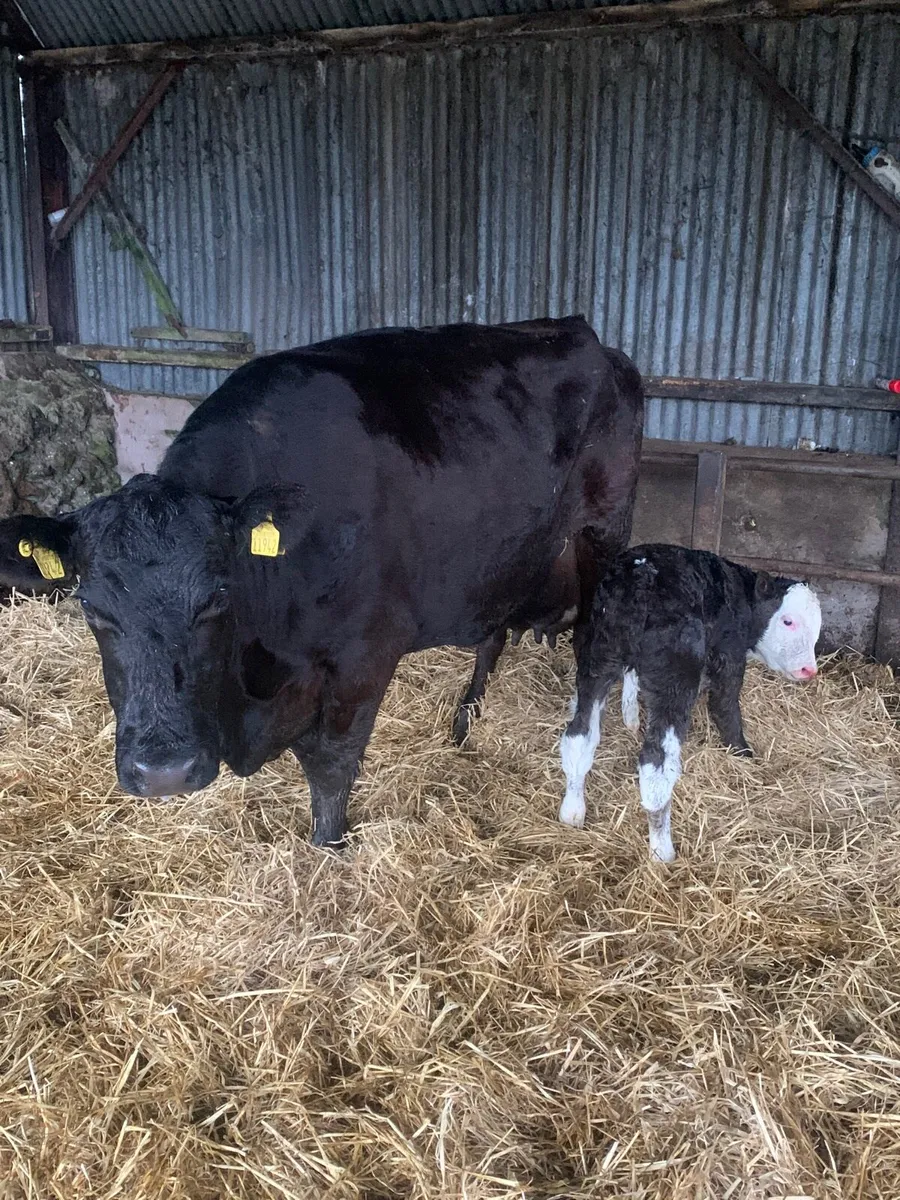 5 Star ANGUS Cow with Simmental bull calf at foot - Image 1