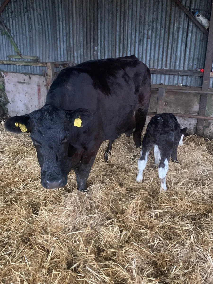 5 Star ANGUS Cow with Simmental bull calf at foot - Image 2
