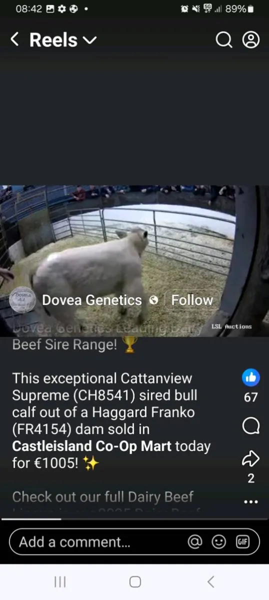 Cattanview Supreme brother - Image 2