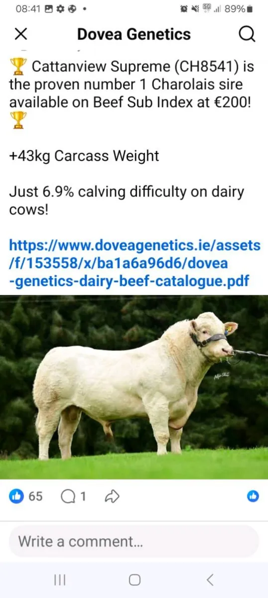 Cattanview Supreme brother - Image 3