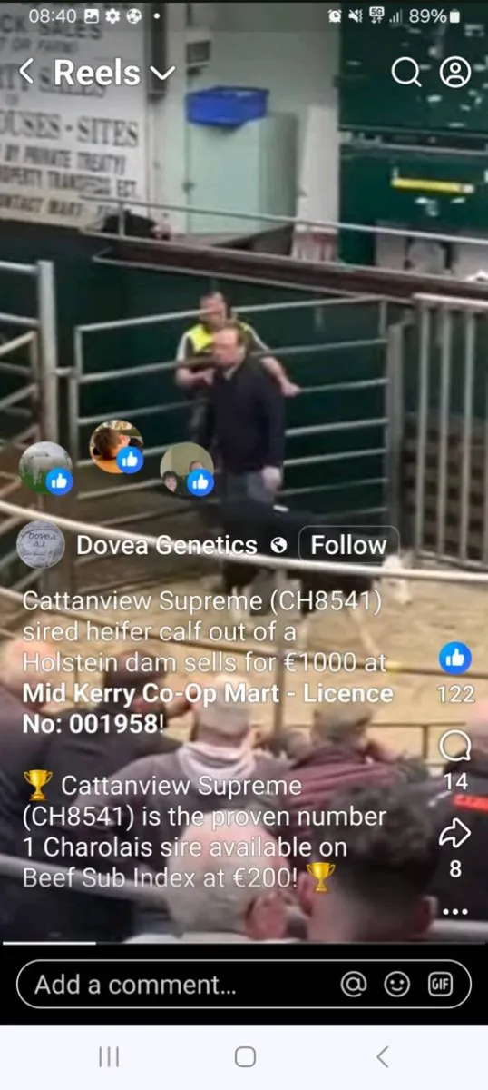 Cattanview Supreme brother - Image 4