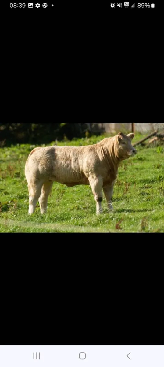 ⭐️Charolais bulls⭐️ - Image 3