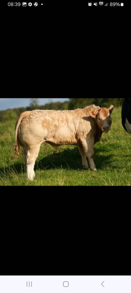 ⭐️Charolais bulls⭐️ - Image 4