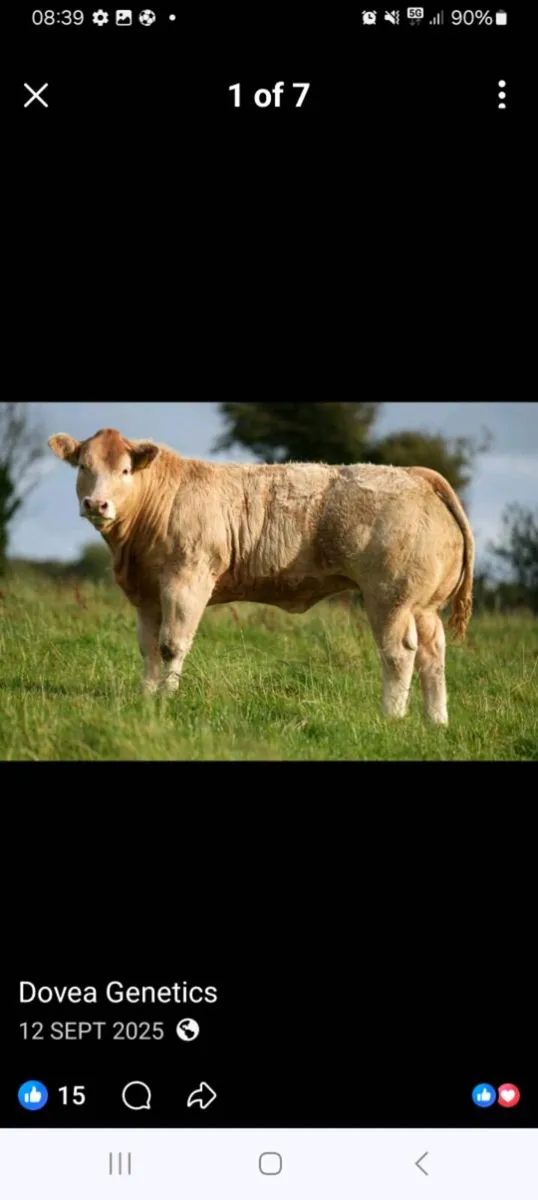 Cattanview Supreme brother - Image 1