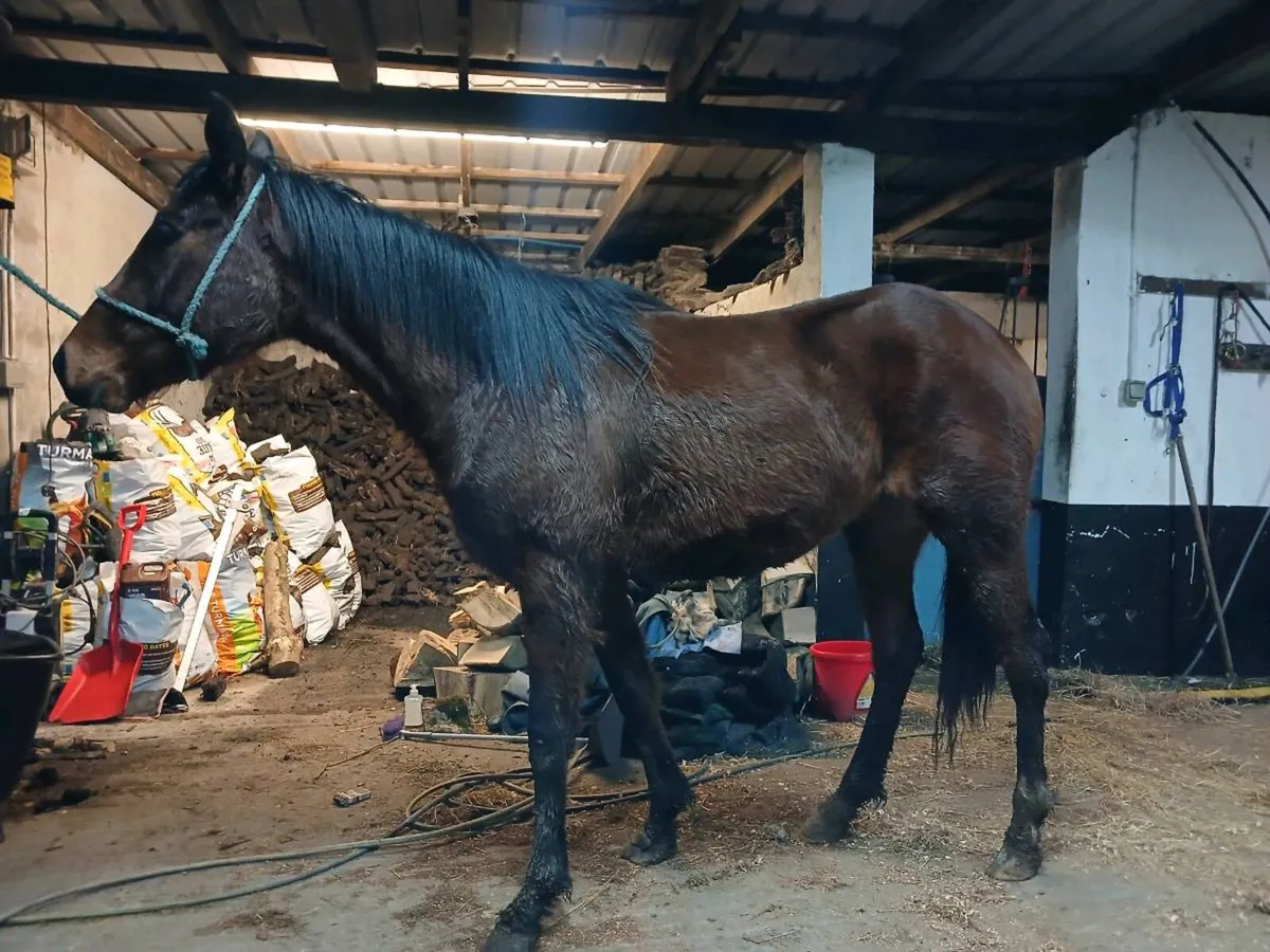 3 year old filly - Image 1